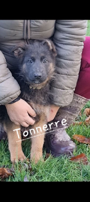 Tonnerre