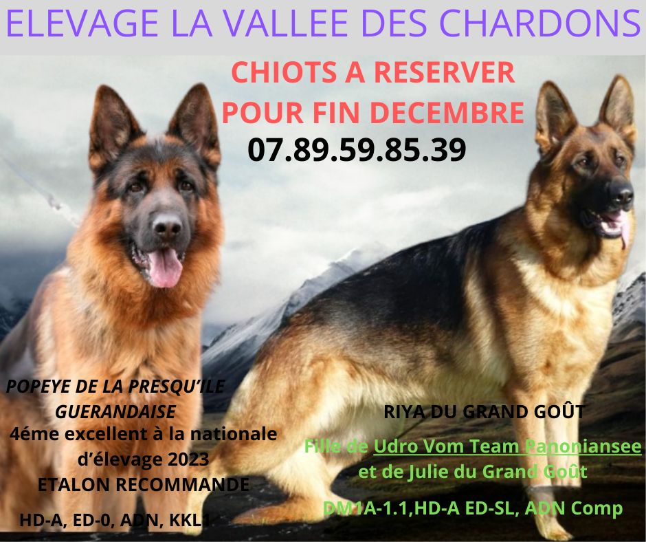 de La Vallée Des Chardons - Berger Allemand - Portée née le 27/10/2023