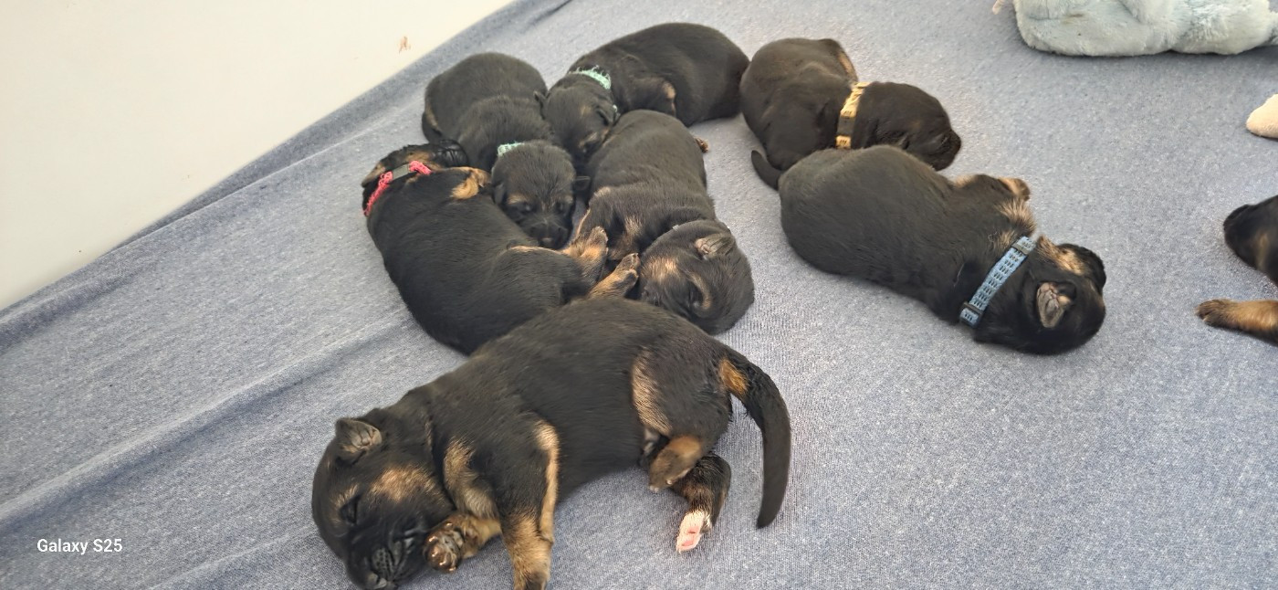 Chiot Berger Allemand de La Vallée Des Chardons