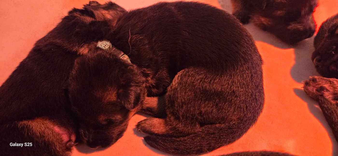 de La Vallée Des Chardons - Chiots disponibles - Berger Allemand