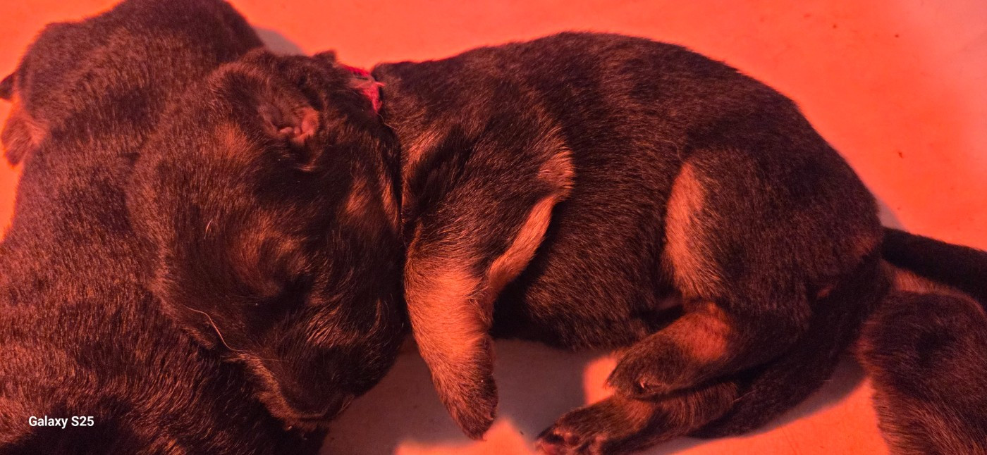 de La Vallée Des Chardons - Chiots disponibles - Berger Allemand