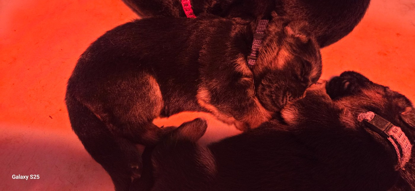 de La Vallée Des Chardons - Chiots disponibles - Berger Allemand