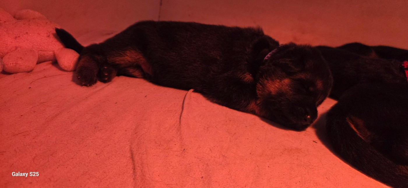 de La Vallée Des Chardons - Chiots disponibles - Berger Allemand