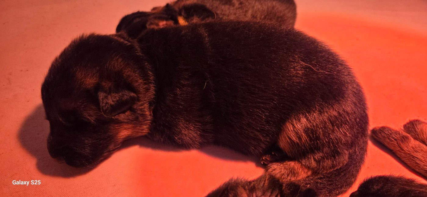 de La Vallée Des Chardons - Chiots disponibles - Berger Allemand