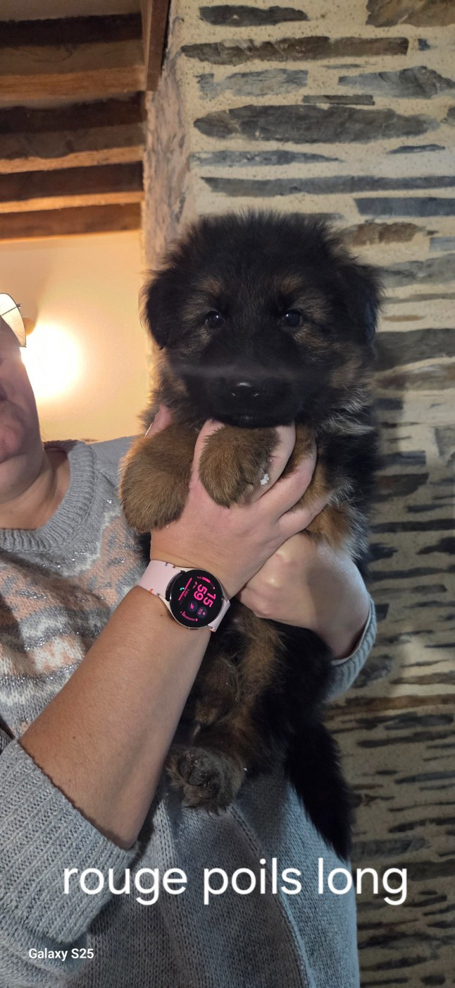 de La Vallée Des Chardons - Chiots disponibles - Berger Allemand