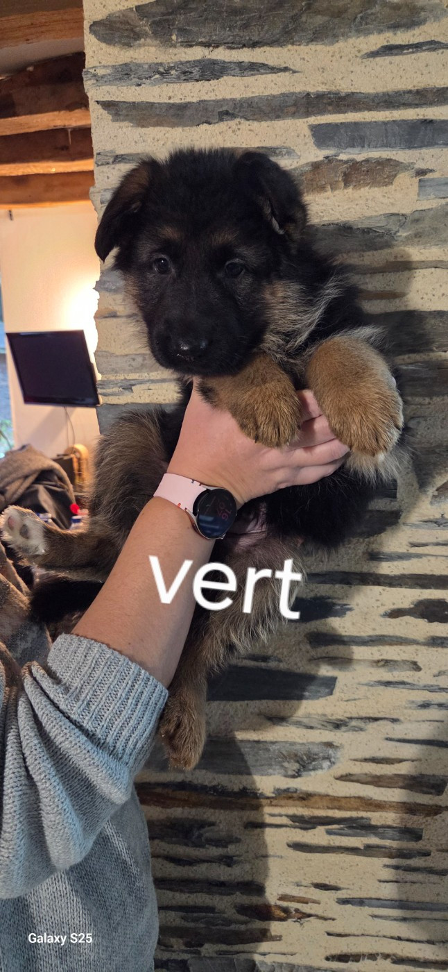 de La Vallée Des Chardons - Chiots disponibles - Berger Allemand