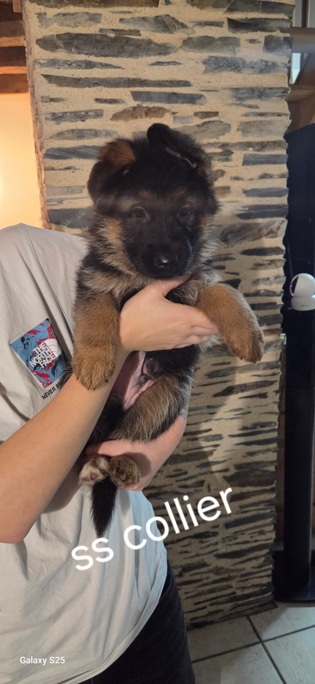 de La Vallée Des Chardons - Chiots disponibles - Berger Allemand