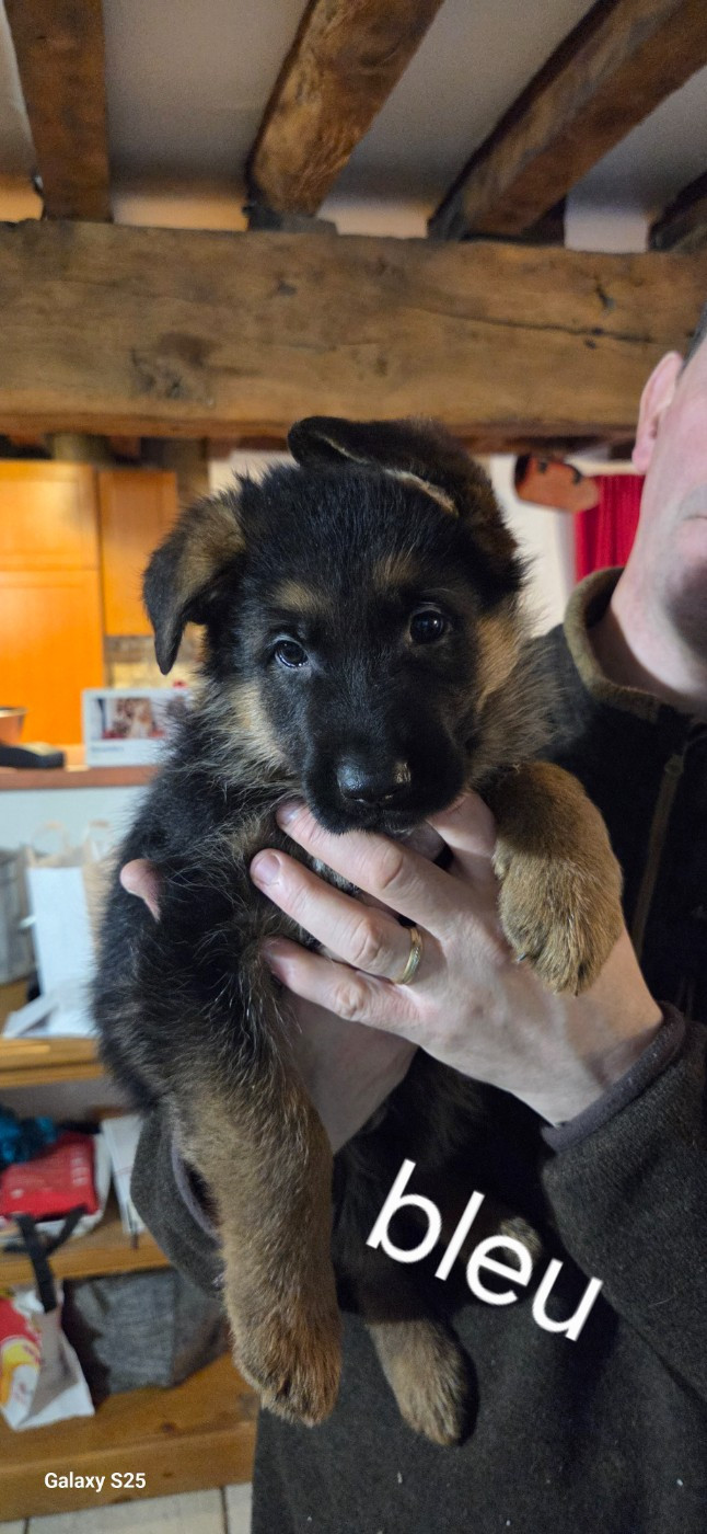 de La Vallée Des Chardons - Chiots disponibles - Berger Allemand