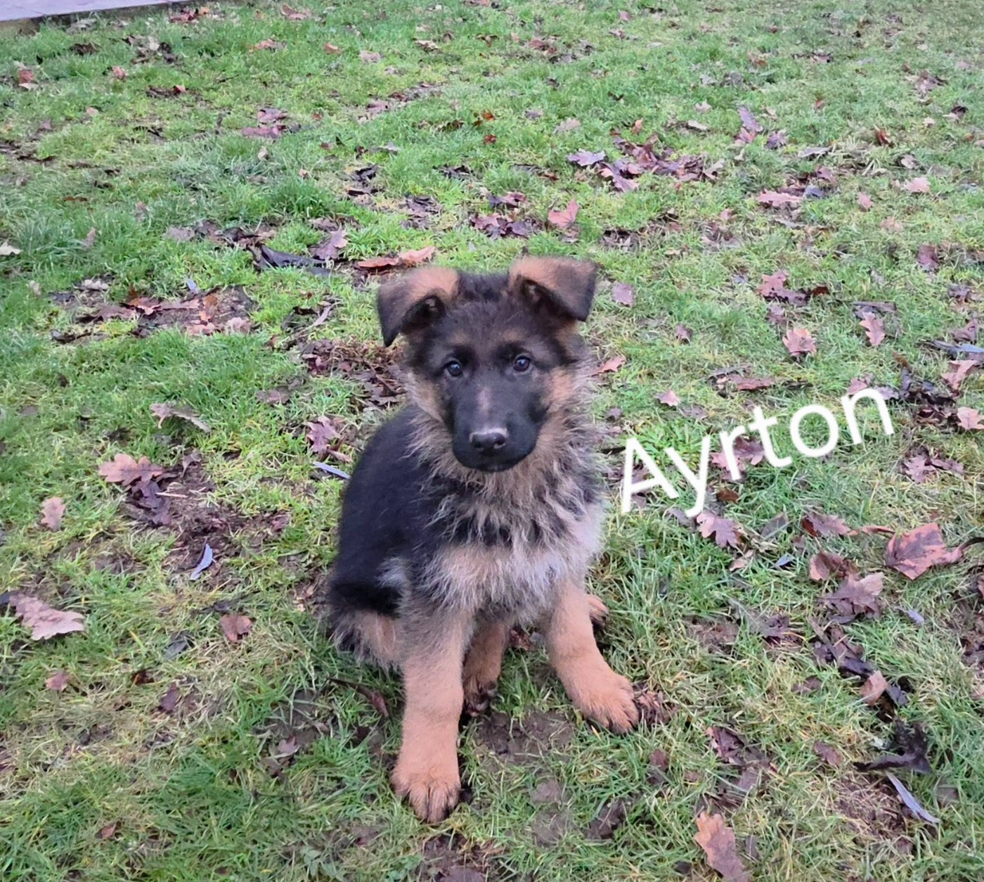 de La Vallée Des Chardons - Chiots disponibles - Berger Allemand