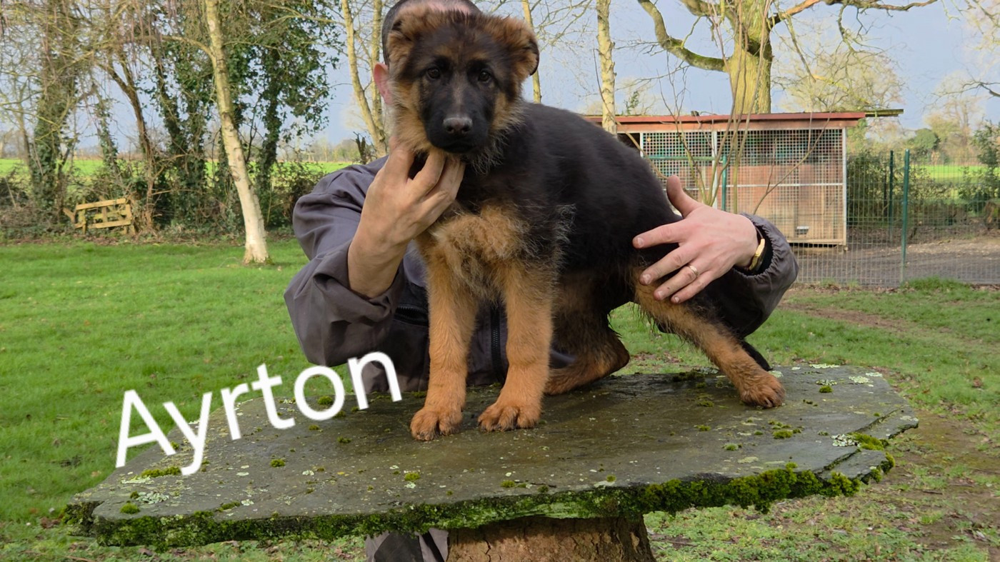 de La Vallée Des Chardons - Chiots disponibles - Berger Allemand