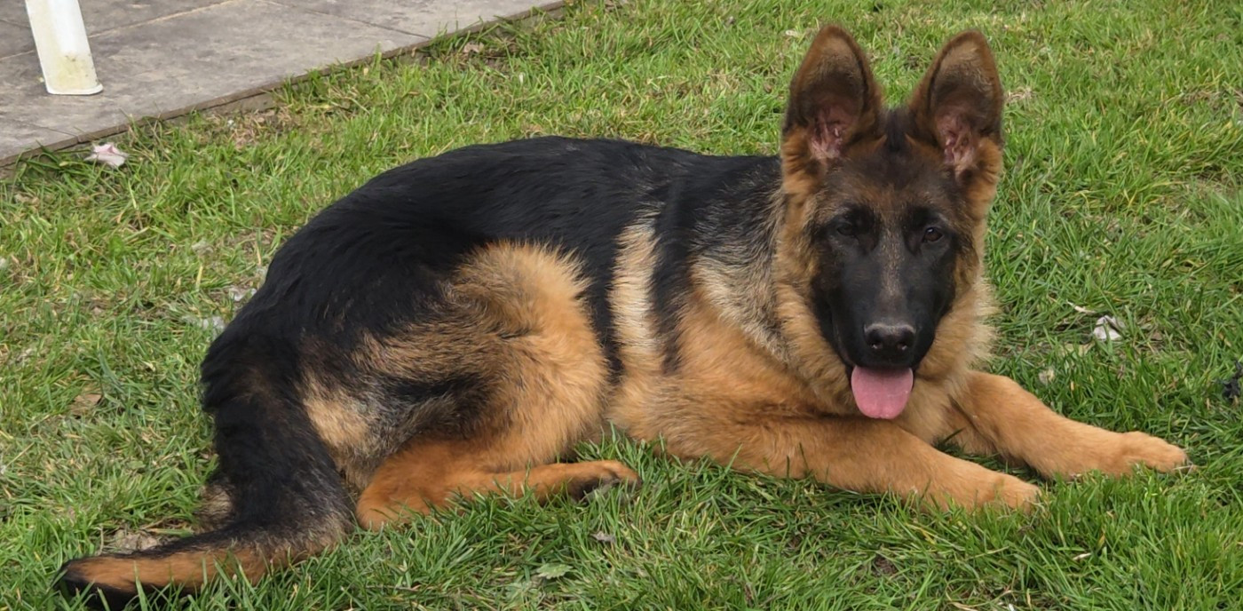 de La Vallée Des Chardons - Chiots disponibles - Berger Allemand